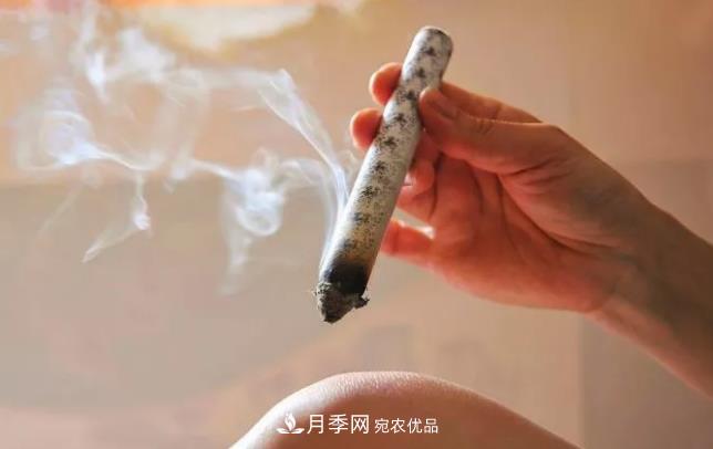 南阳艾草产业发展规划（2019-2023 年），快来看看吧！(图2)