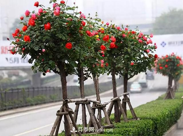 道路绿化的附属景观提升绿化栽植与养护(图2)