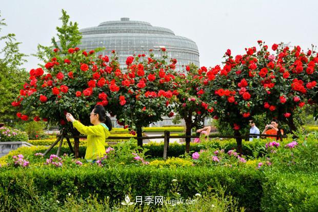 园林绿化的必选树种，为何能够在彩叶苗木市场中持续走俏？(图3)