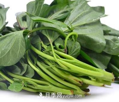 南阳袁祖印发展特色蔬菜产业带领群众致富(图1)