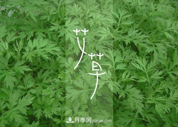 南阳艾条生产加工简介艾草的外观特征(图2)