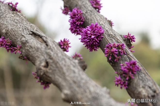 南阳苗木，紫薇树与紫荆树怎么分辨(图5)