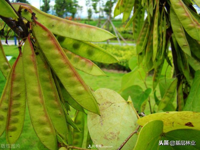 南阳苗木，紫薇树与紫荆树怎么分辨(图4)