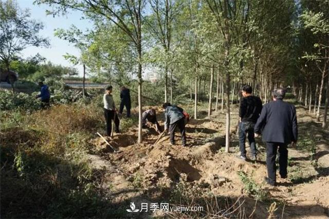 苗木移栽时容易被忽视的细节，却能决定南阳苗木的品质(图1)