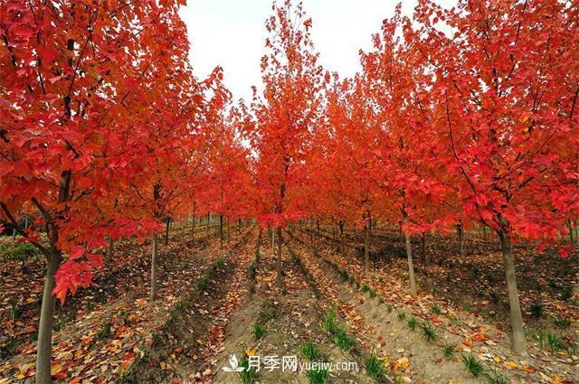 南阳美国红枫苗木种植时八点修剪建议(图1)