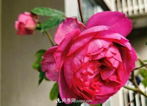 被称作“***美***香”的月季花，花型超大，你知道是哪个品种吗(图2)