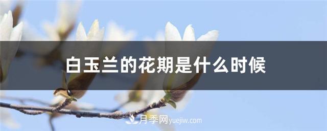 南阳玉兰基地，白玉兰的花期是什么时候(图1)