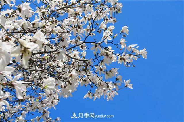 南阳玉兰基地，白玉兰的花期是什么时候(图3)