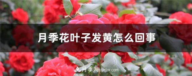 月季花叶子发黄怎么回事？4个原因(图1)