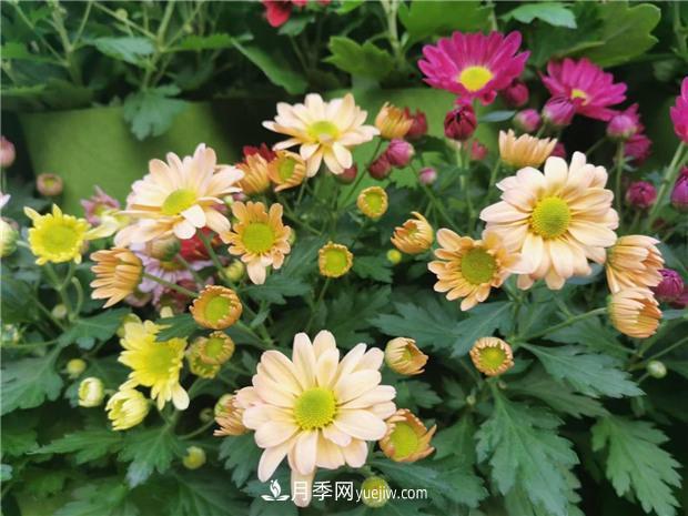 开封第38届菊花文化节盛大开幕美图来袭(图3)