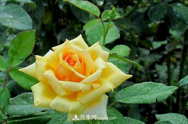 月季花5条养殖方法，花期长达180天，香味浓郁扑满鼻(图1)