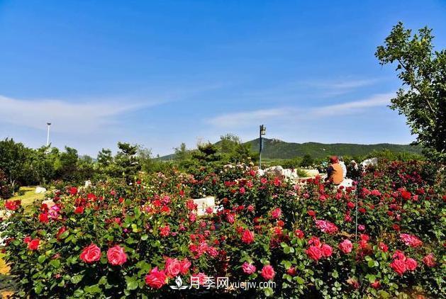 莱州月季之都，***浪漫的月季花海！看这里！(图1)