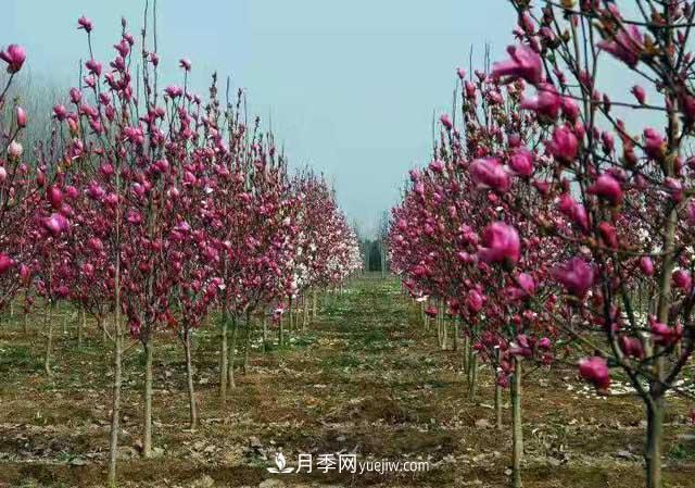 山东省青州市花卉苗木专业基地(图1)