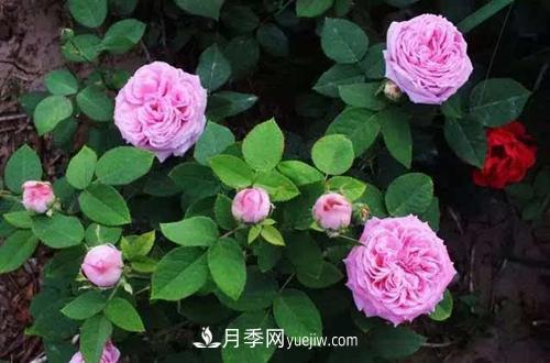 月季冬天如何修剪？冬天能重剪吗？(图1)