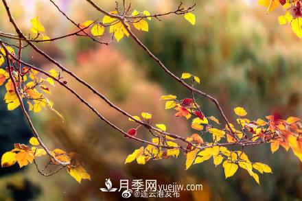 江苏连云港东海：霜打红叶 秋满枝头(图5)