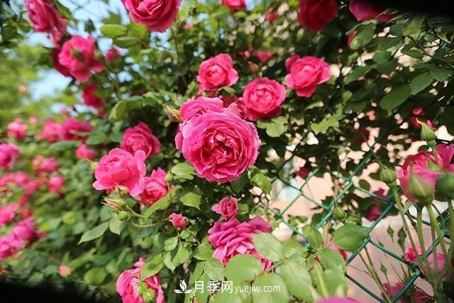 培育月季幼苗有多难？老花友的4条手记解决了很多难题(图1)