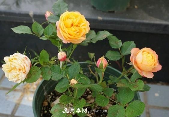 月季***适合施肥的时节，具体施什么肥？(图3)