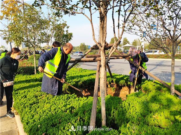 南阳：开展园林绿化月季复壮，助力高质量建设大城市(图2)