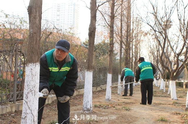 为什么说秋季移栽树木成活率更高？苗木要提高成活率，还需要注意什么(图3)