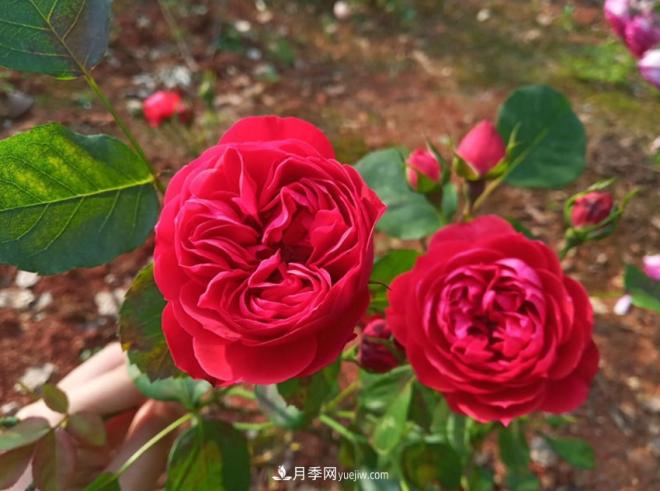 被玫瑰遮住光芒的月季花，妙用很多，能赏能吃能泡茶(图2)