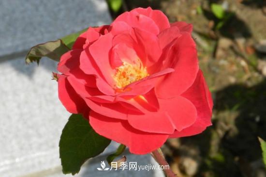 月季花有哪些颜色？月季花的养殖方法？(图3)