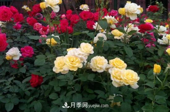 月季花有哪些颜色？月季花的养殖方法？(图2)