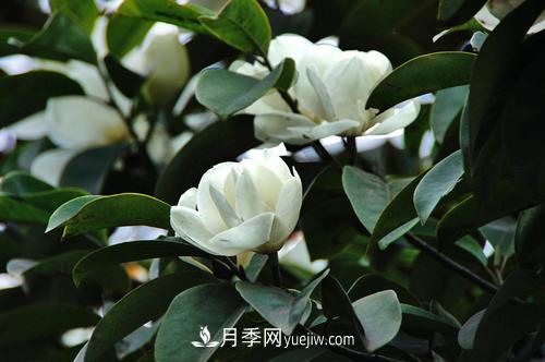 南召广玉兰树种植方法，适合种植在家里吗(图2)