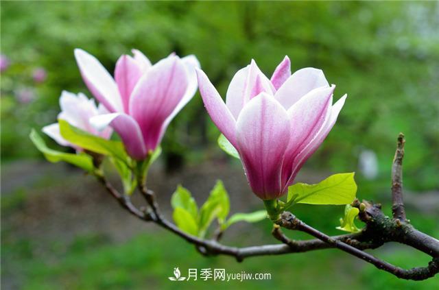 玉兰花的传说(图1)