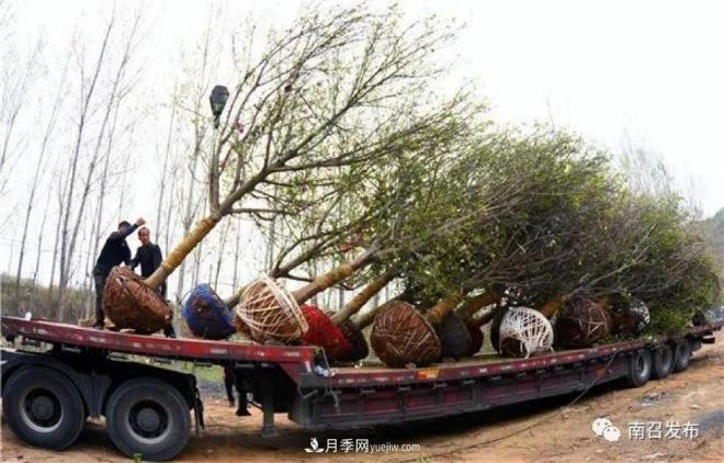 南阳南召县：“中国玉兰之乡”花木分外香(图2)