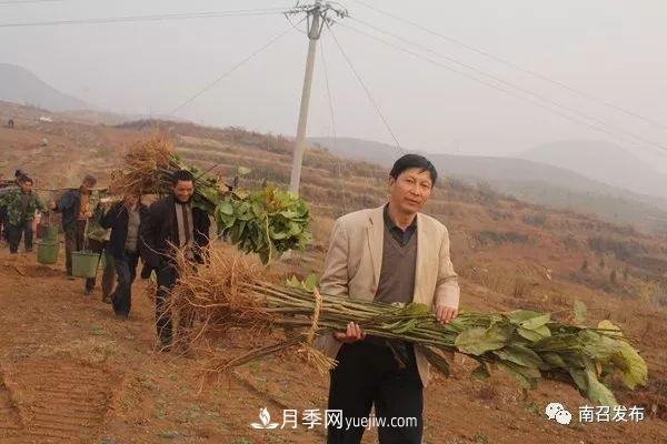 南召县邱峰：玉兰苗木脱贫攻坚战场上“***可爱的人”(图1)