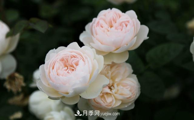 哪些月季花品种比较好(图1)