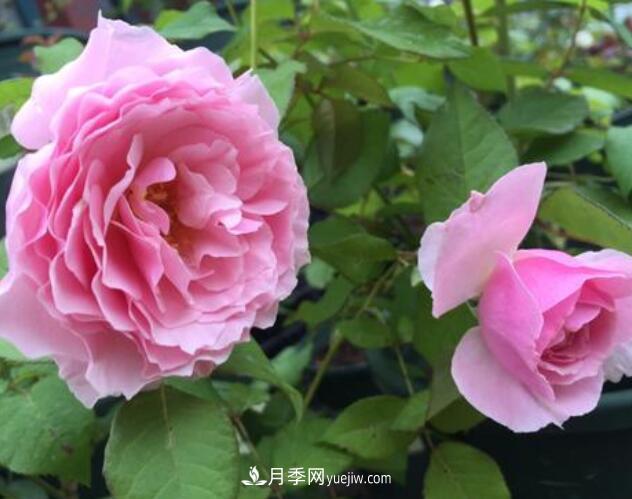 夏季养花，月季不可少！看看令人惊艳的9大月季品种(图6)