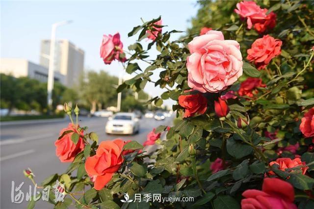 河北邢台：月季花开美如画(图2)