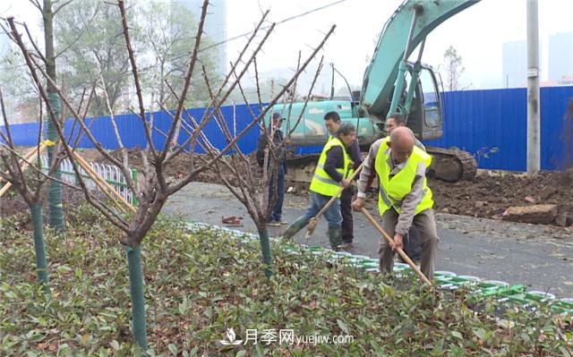 湖北应城栽种花木1500余株 赏花来这里！(图1)