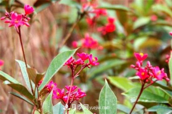 一年四季都开花的盆栽，盘点十种全年花期的花卉(图3)