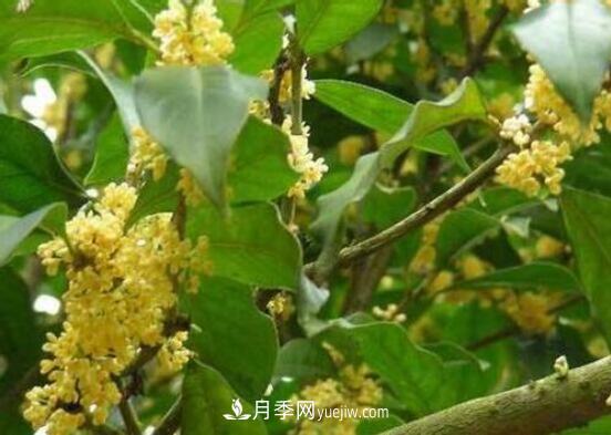 常年开花的花卉有哪些，推荐10种四季盛开的花卉(图4)