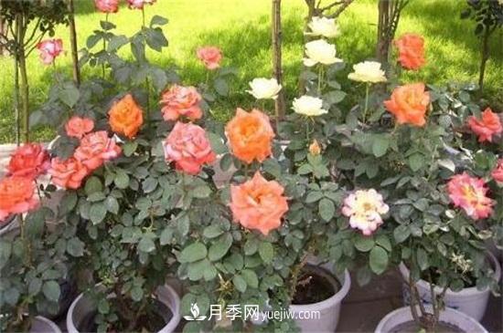 月季花修剪方法和注意事项(图1)