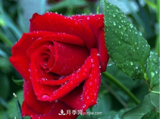 玫瑰花有哪些颜色？盘点十大常见玫瑰花颜色(图1)