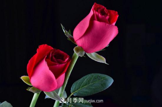 21朵玫瑰花代表什么？你是我的最爱以及真诚的爱(图5)