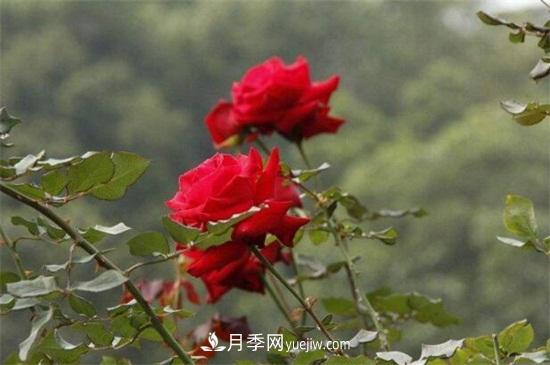 玫瑰花多少钱一朵(图2)