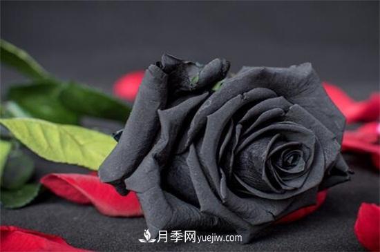 玫瑰花有哪些颜色？盘点十大常见玫瑰花颜色(图4)