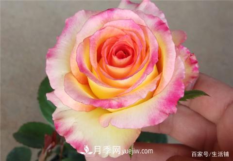 “***贵”的月季花，花朵大，颜色鲜艳，花香宜人(图1)