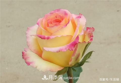 “***贵”的月季花，花朵大，颜色鲜艳，花香宜人(图2)