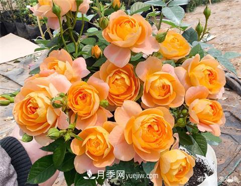 “***贵”的月季花，花朵大，颜色鲜艳，花香宜人(图3)