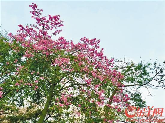 羊城的秋冬粉嫩可人 异木棉繁花装点了它(图1)