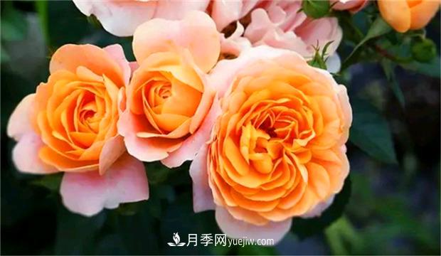 3个***不容错过的月季品种，颜值高香气浓，养护简单开花多(图1)