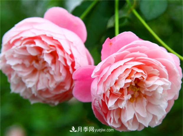 3个***不容错过的月季品种，颜值高香气浓，养护简单开花多(图3)