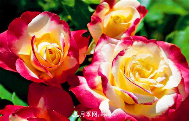 3个***不容错过的月季品种，颜值高香气浓，养护简单开花多(图2)