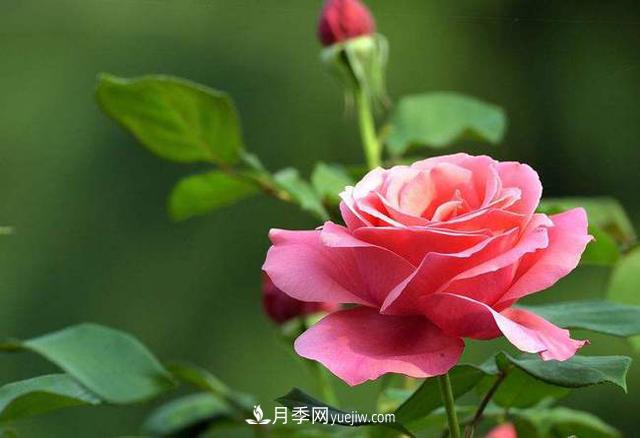 常见花草的耐寒能力，20个品种，建议保存(图1)