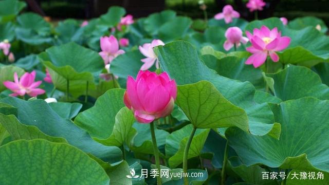 河南省各市市花，洛阳牡丹***出名，月季***受欢迎(图5)